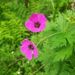 Geranium psilostemon