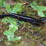 Mertensiella caucasica