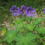 Geranium platypetalum