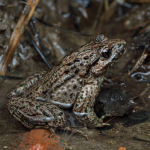 Pelodytes caucasicus