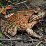 Rana macrocnemis