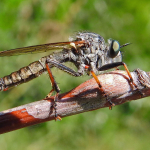 Antipalus varipes