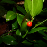 Ruscus colchicus