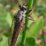 Antipalus varipes