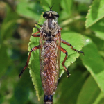 Antipalus varipes