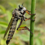 Antipalus varipes