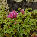 Sedum spurium