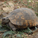 Testudo graeca