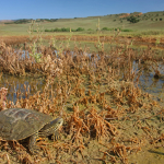 Mauremys caspica