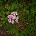 Pimpinella rhodantha