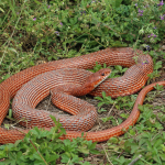 Dolichophis schmidti