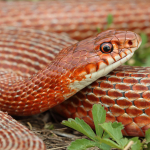 Dolichophis schmidti