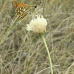 Hesperia comma