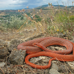 Dolichophis schmidti