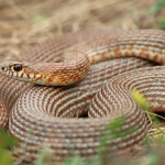 Dolichophis schmidti