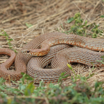 Dolichophis schmidti