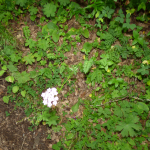 Pimpinella rhodantha