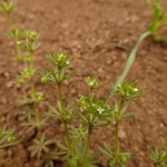 Galium tricornutum