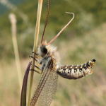 Bubopsis hamatus