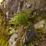 Asplenium septentrionale