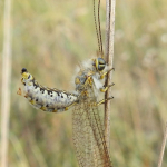 Bubopsis hamatus