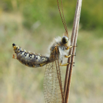 Bubopsis hamatus