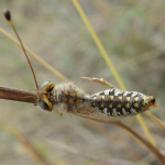 Bubopsis hamatus