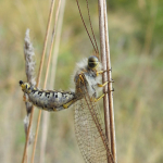 Bubopsis hamatus