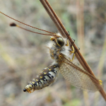 Bubopsis hamatus