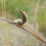 Bubopsis hamatus