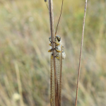 Bubopsis hamatus