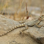 Paralaudakia caucasia