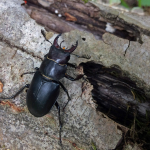 Lucanus ibericus