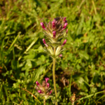 Parentucellia latifolia