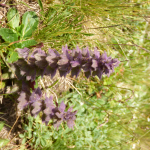 Ajuga orientalis