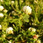 Trifolium tumens