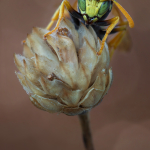 Polistes nimpha