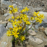 Senecio sosnovskyi