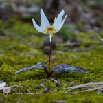 Erythronium caucasicum