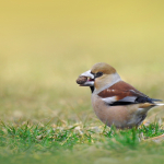 Coccothraustes coccothraustes