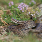 Vipera darevskii