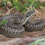 Vipera darevskii