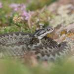 Vipera darevskii