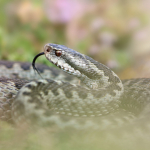 Vipera darevskii