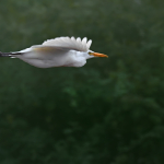 Ardea alba