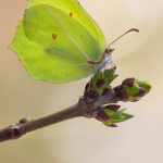 Gonepteryx rhamni