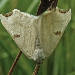 Eilicrinia cordiaria