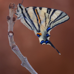 Iphiclides podalirius