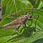 Cerdistus denticulatus