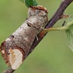 Phalera bucephala